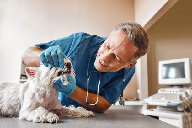 Best Pediatric Emergency Dentist in Tonto Basin, AZ